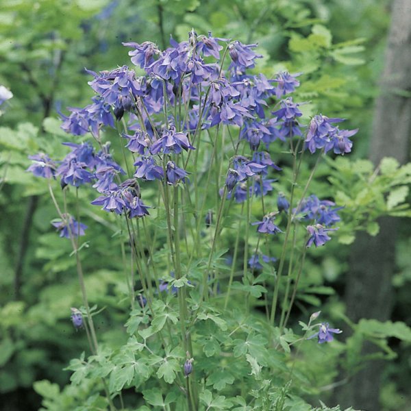 1-43437-gew-hnliche-akelei-aquilegia-vulgaris.jpg
